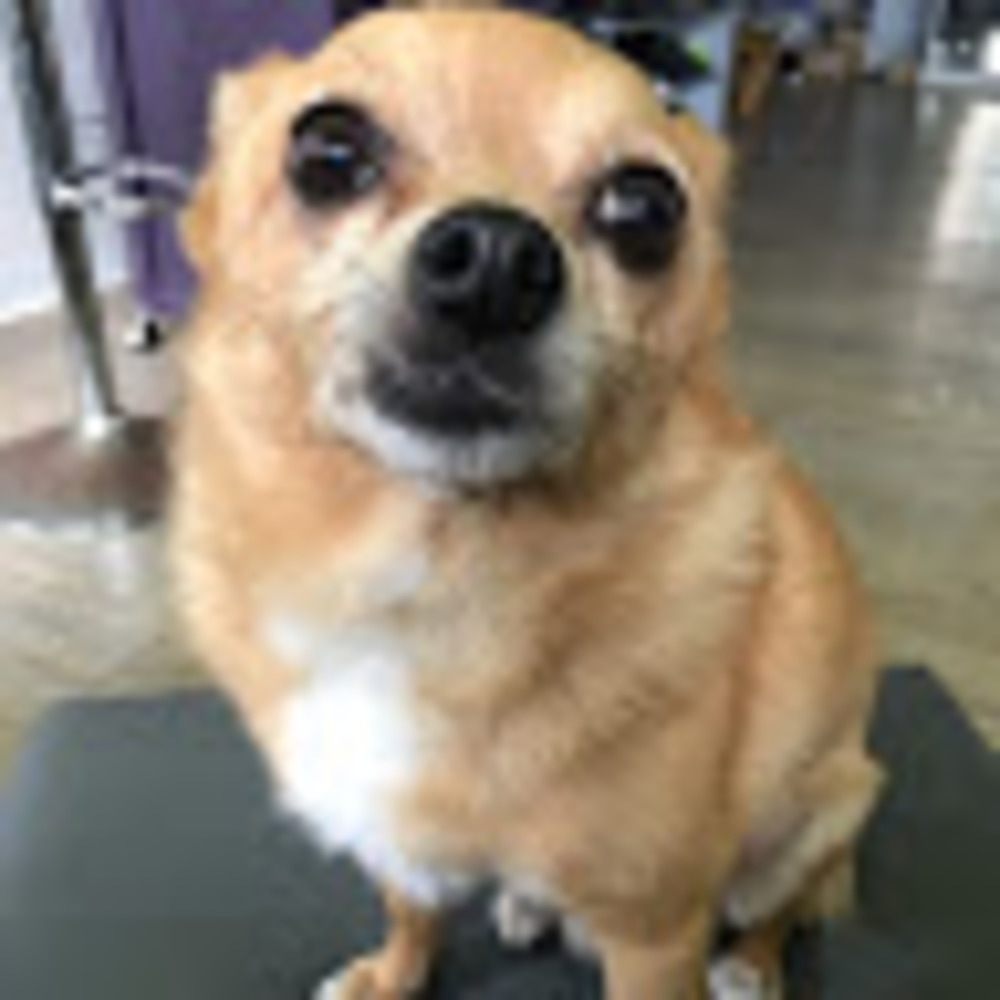 Meet your Posher, Violette